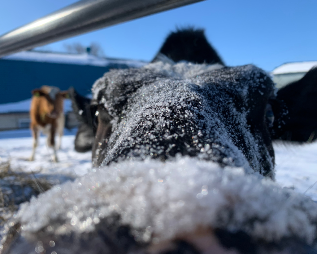 TAKAHASHI GRAZING DAIRY FARM