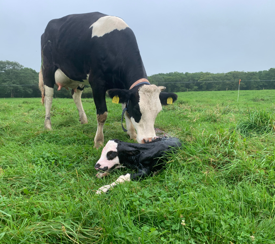TAKAHASHI GRAZING DAIRY FARM